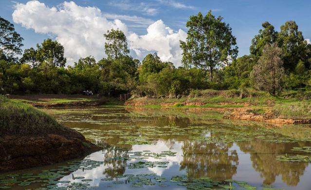 Karura Forest